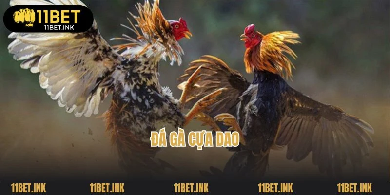 Đá Gà Cựa Dao: Khám Phá Cuộc Chơi Gà Chiến Đầy Màu Sắc