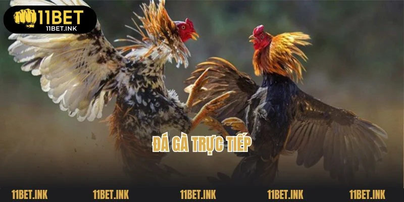 Đá Gà Trực Tiếp: Cá Cược Các Cuộc Gà Chiến Hấp Dẫn Tại 11bet