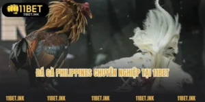 Đá Gà Philippines - Các Hình Thức Thi Đấu Phổ Biến Top 1