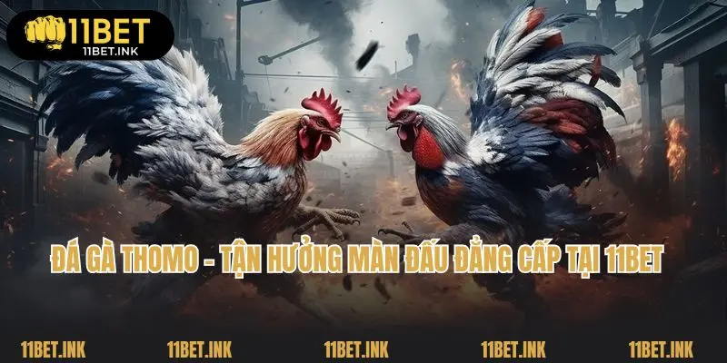 Đá Gà Thomo - Tận Hưởng Màn Đấu Đẳng Cấp Tại 11bet